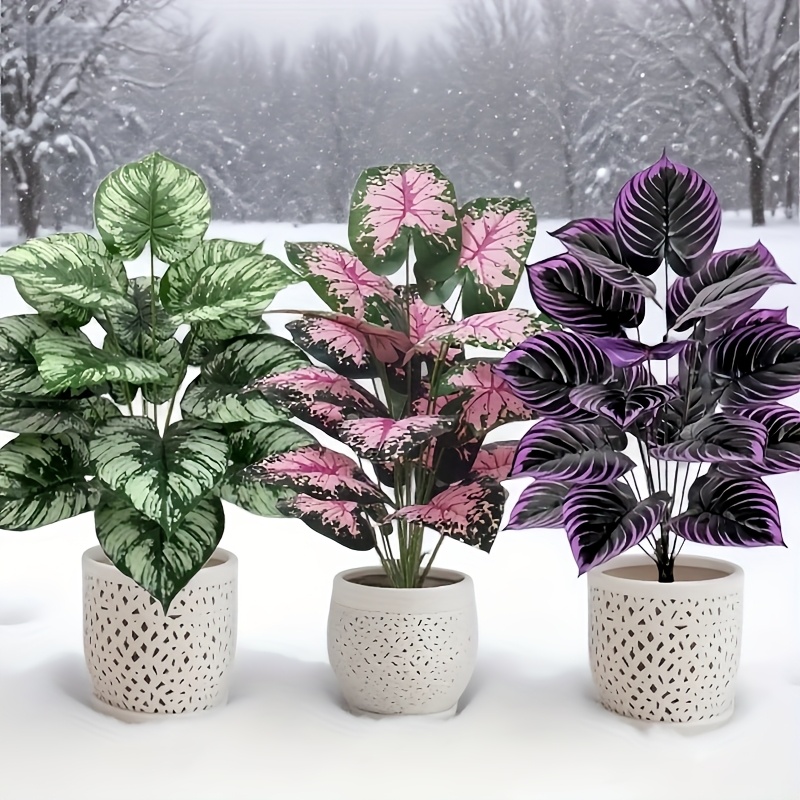 3 ชิ้น 60 เซนติเมตรขนาดใหญ่พืช - Monstera Adansonii บทวิจารณ์และราคา